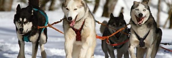 jany-coaching-consulting-homepage-team-coaching-pexels